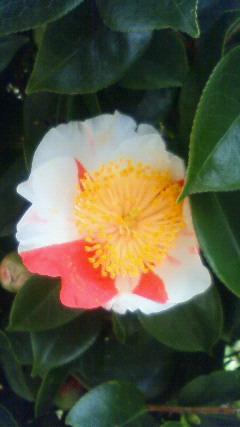 山茶花の～？