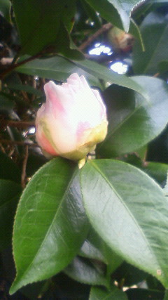 山茶花の～？