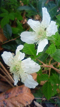 野苺の花