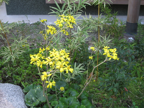 つわぶきの花