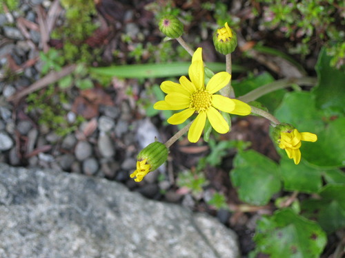 つわぶきの花