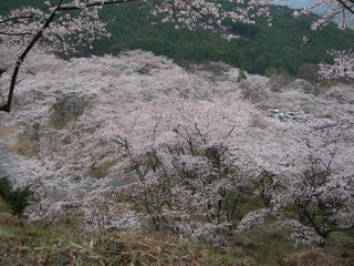 お花見に行きました。行橋の七曲がり？