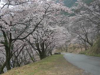 お花見に行きました。行橋の七曲がり？