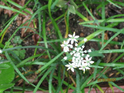 おくら・にらの花