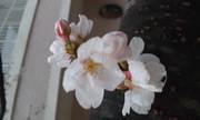 今年の桜♪