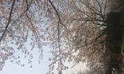 子ども園の桜は♪