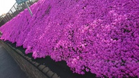 飯塚市の現場近くの花