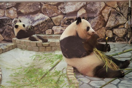 Panda GoGo ! - 楓浜編-