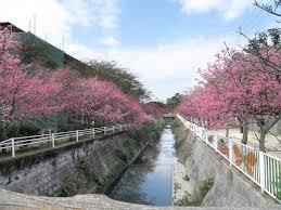 沖縄/ケラマ  ホエールウォッチング&桜祭り  ツアー