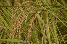棚田米収穫体験に行ってきました！