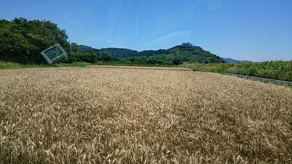 麦刈（1種類目）完。