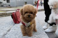 ワンだFULL♪　＾＾