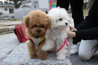 ワンだFULL♪　＾＾