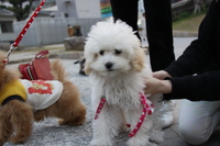 ワンだFULL♪　＾＾