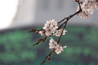 枝垂れ桜　＾＾