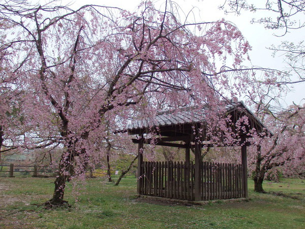 なごり桜を撮る！