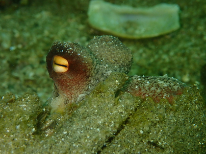 身近な生物(^^)