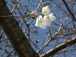 桜が咲いた！　なぜ散らす　　