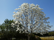 桜が咲いた！　なぜ散らす　　