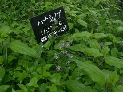 平治岳（大戸越）