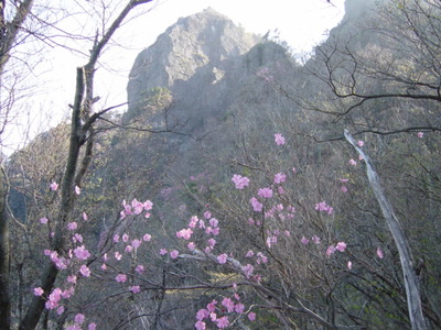 山の花シリーズ　　「アケボノツツジ」