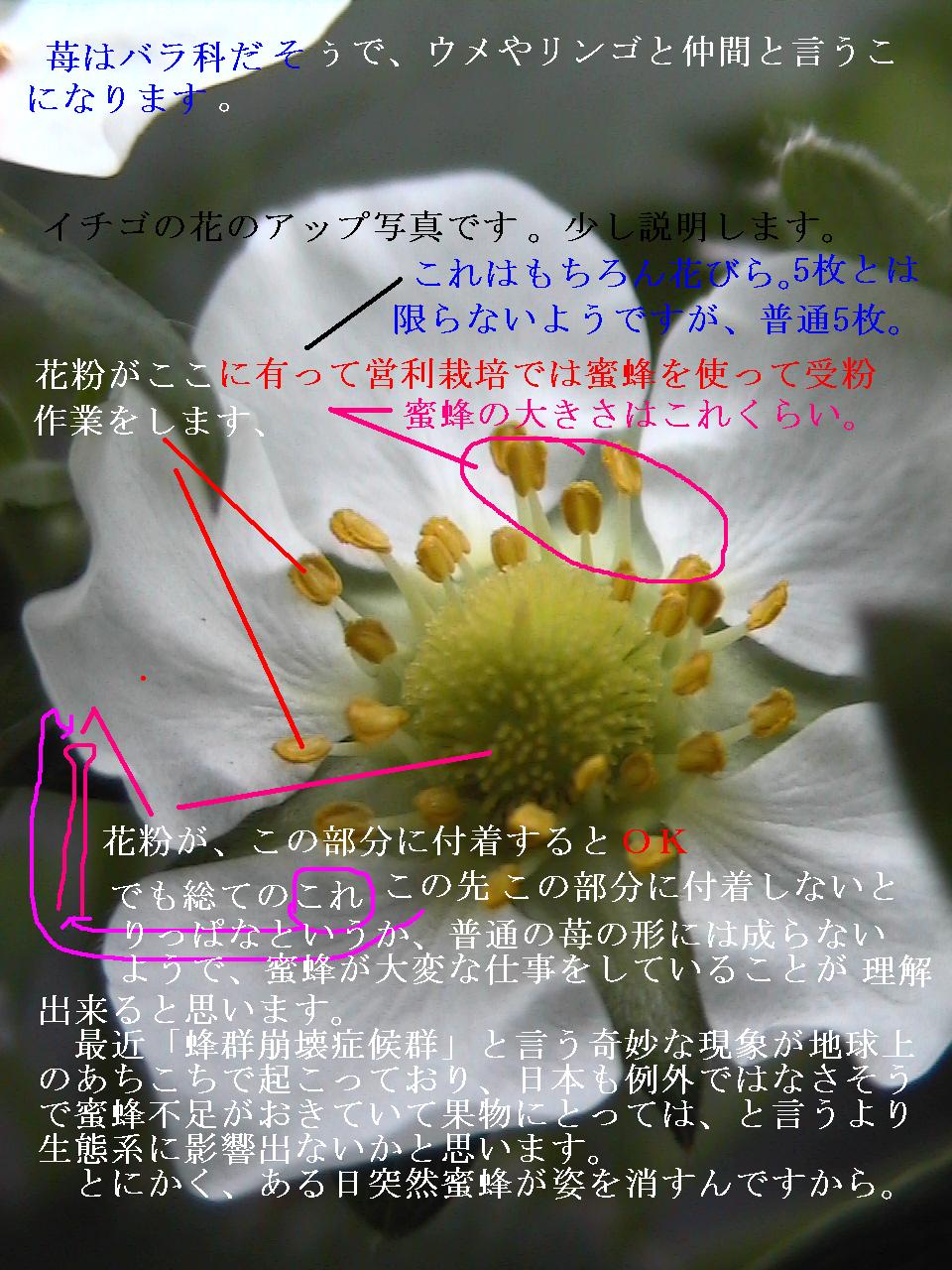写真だけは面白くない、説明や記事も入れます御覧あれ