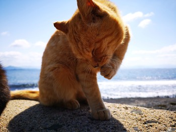 猫島——相島！猫好きはいかなきゃ！！
